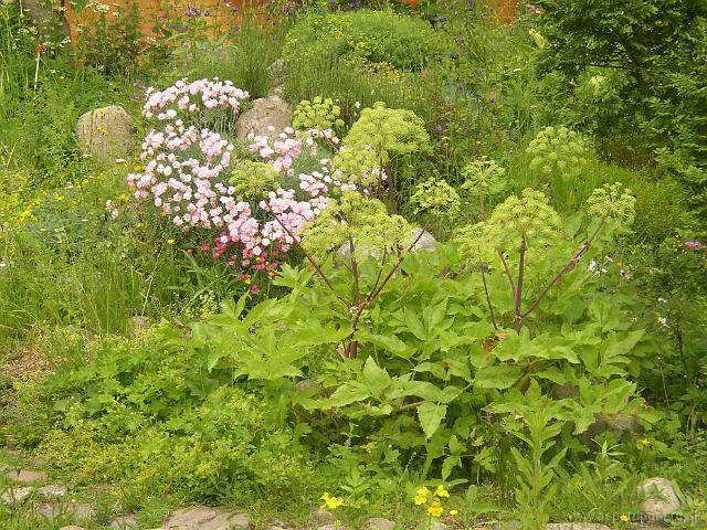 عکس سنبل ختایی Angelica archangelica 8